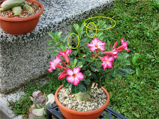 Adenium obesum (?)